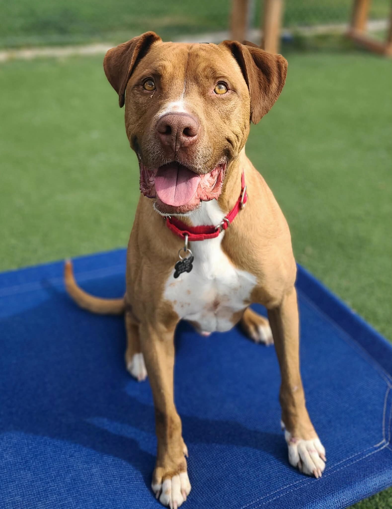 Picture of the Animal Listed